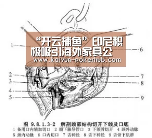 开云捕鱼